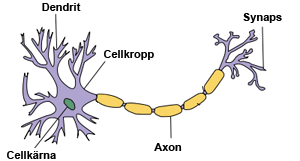 Bild på nervcell